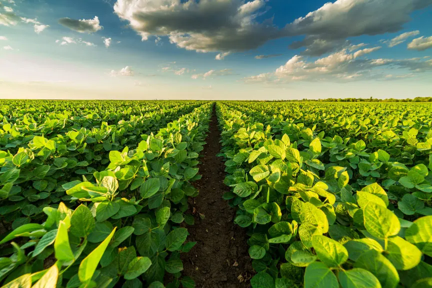 Green fields in Fayoum, Egypt