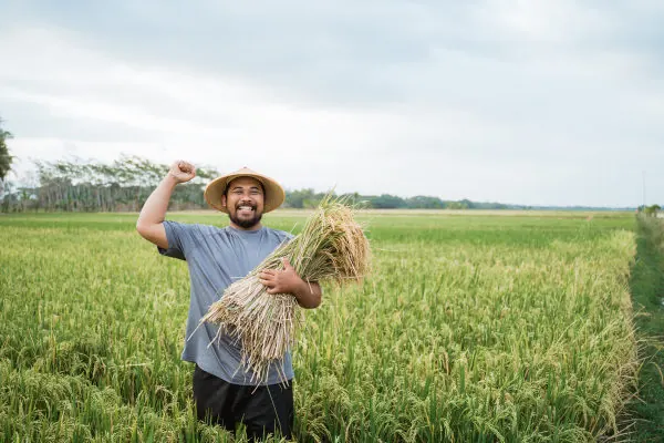 The Harvest Calendar for Egyptian Herbs